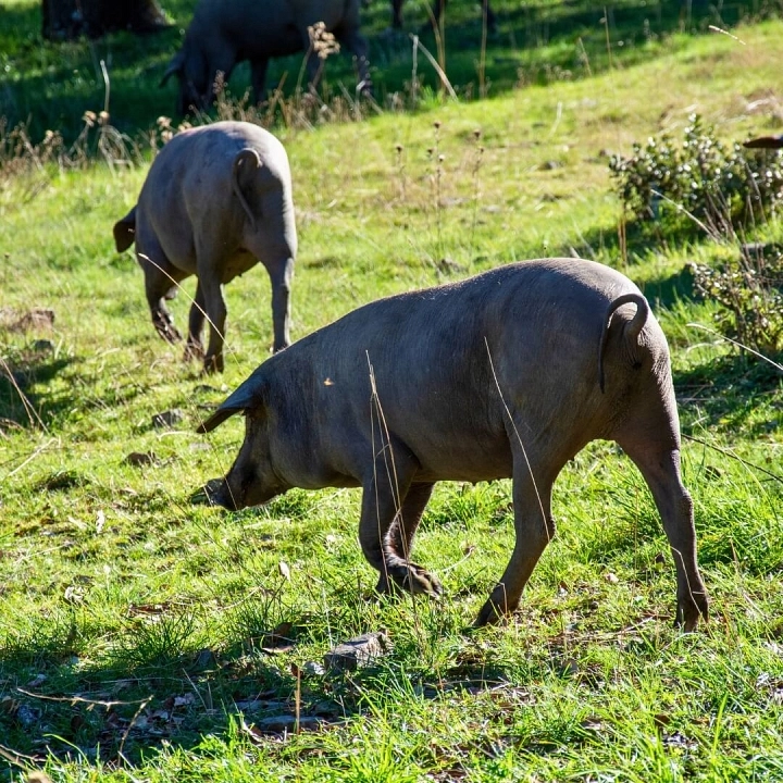 Cerdo ibérico buscando bellotas en la dehesa