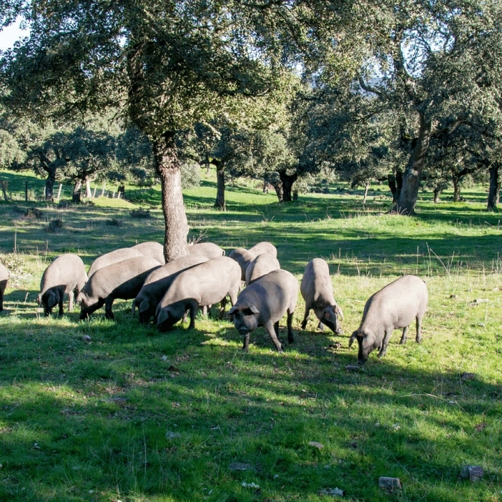 Cerdo iberico en la dehesa