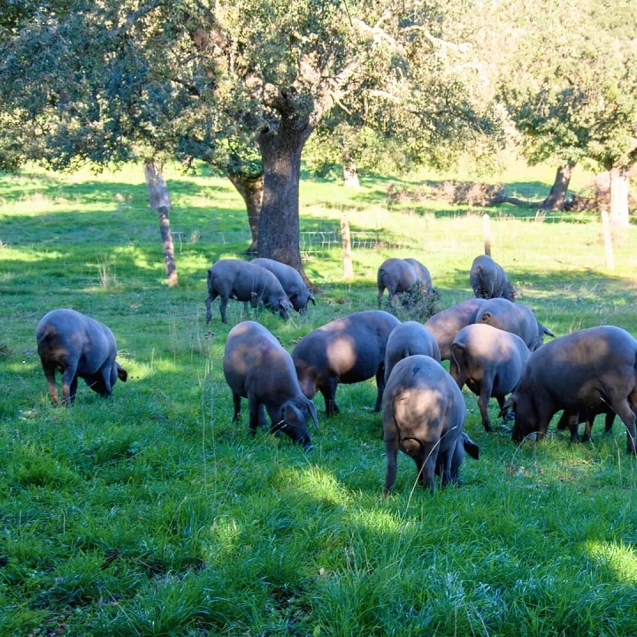 Cerdos ibéricos comiendo bellotas en montanera