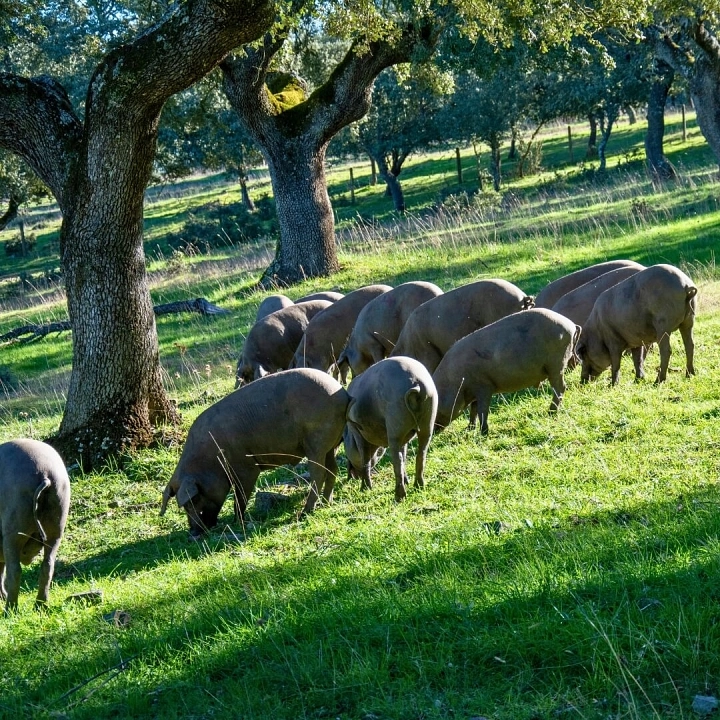 Cerdos ibéricos durante la montanera