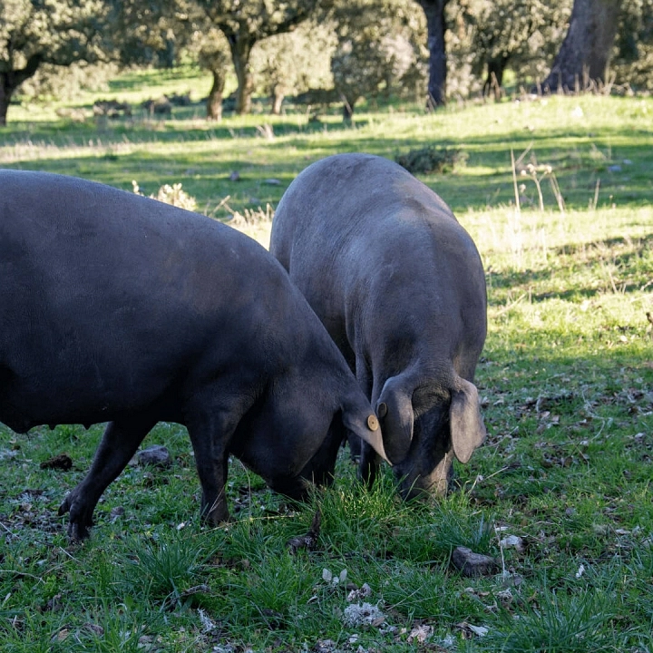 Cerdos ibéricos en una dehesa de Salamanca