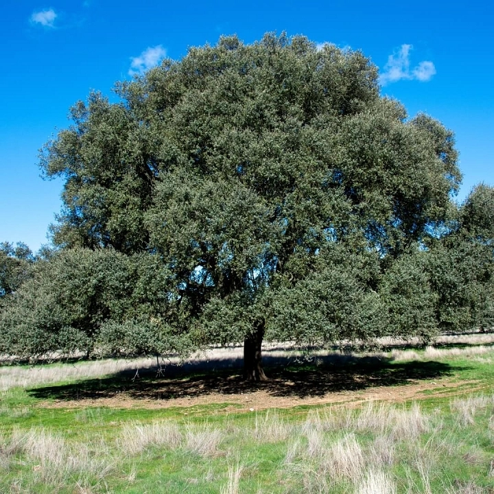 Encina que proporciona bellotas en la dehesa para los cerdos ibéricos