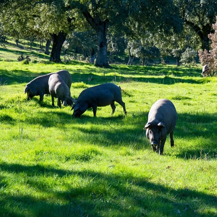 Los cerdos ibéricos buscando bellotas libremente en la dehesa