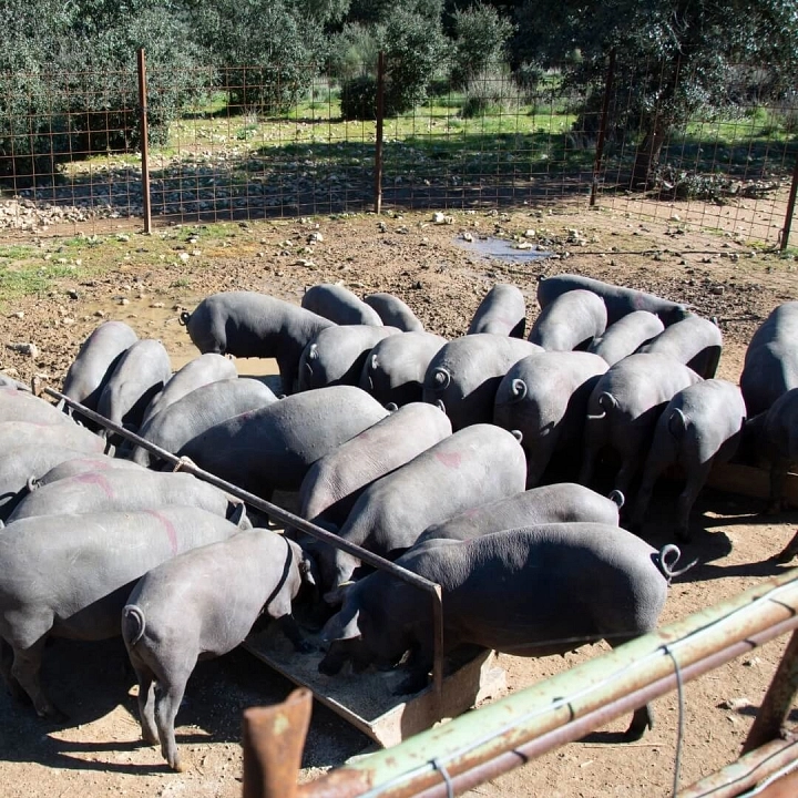 Los cerdos ibéricos cebo de campo se crían en semilibertad alimentados con piensos naturales