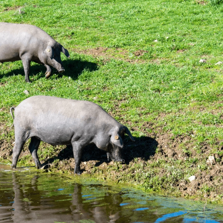 Raza de cerdo ibérico: origen y características